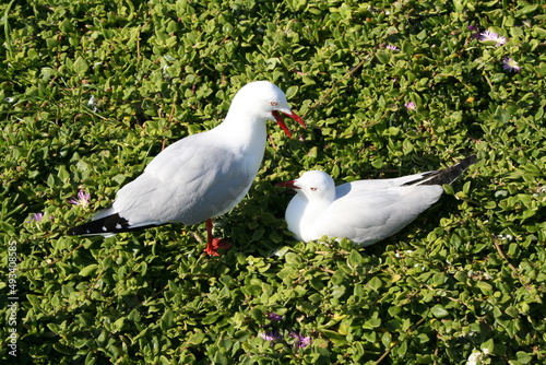 Australian Silver Gull at breeding islands