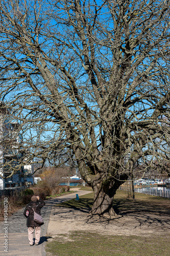 Naturdenkmal Baum am Havelufer in Spandau photo