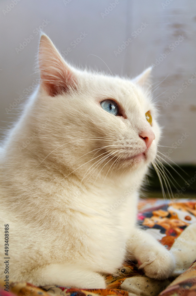 Portrait of a white cat with heterochromia