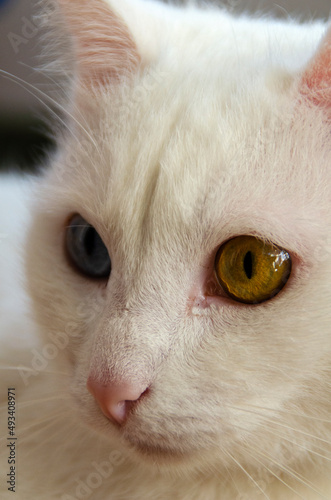 Portrait of a white cat with heterochromia