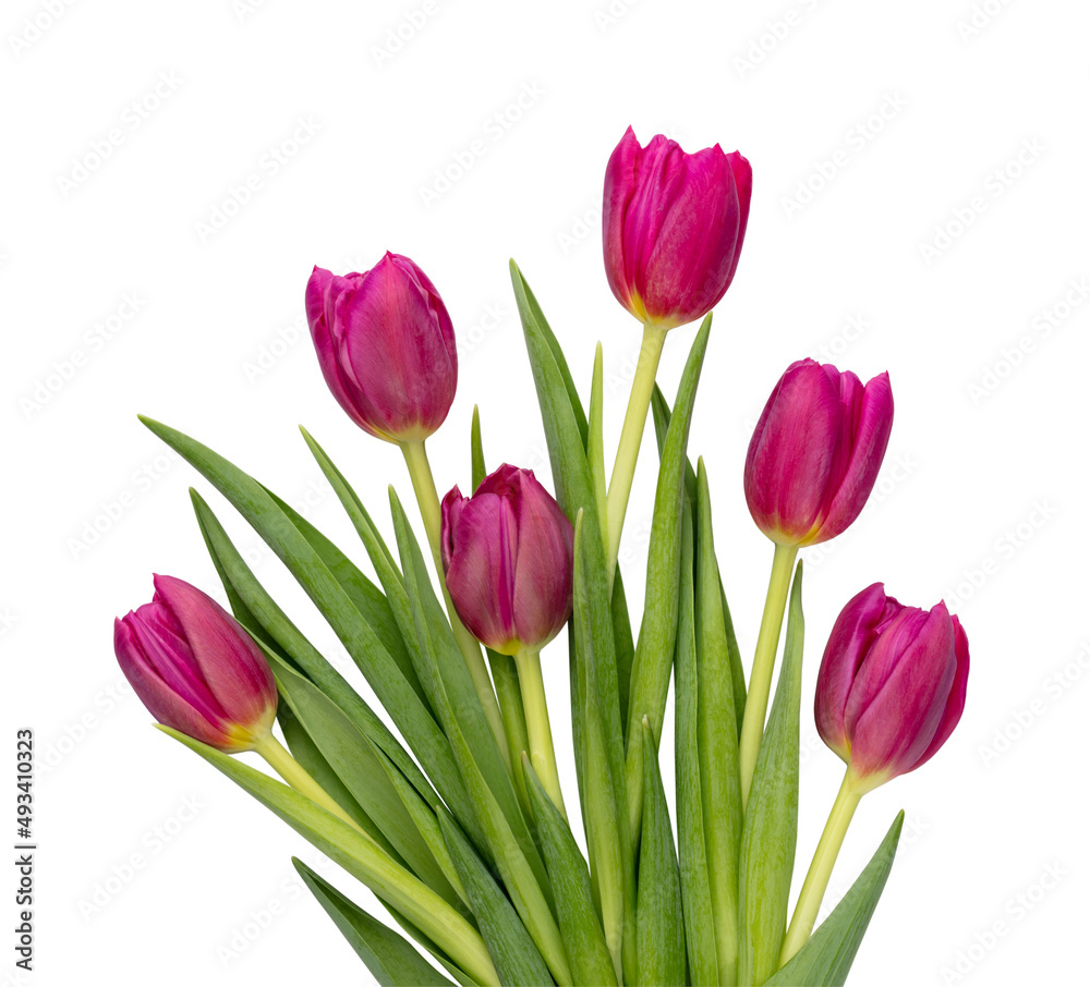 Fototapeta premium Lilac tulip flower on whitebackground.