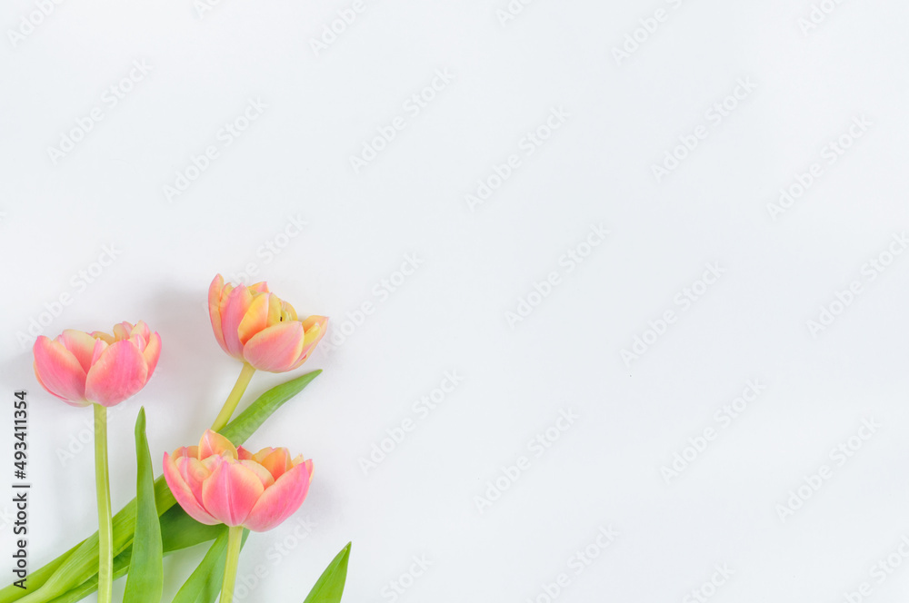A small bouquet of pink tulips on a white background with copy space. View from above. Holiday card design mockup A small bouquet of pink tulips on a white background with copy space. View from above. Holiday card design mockup