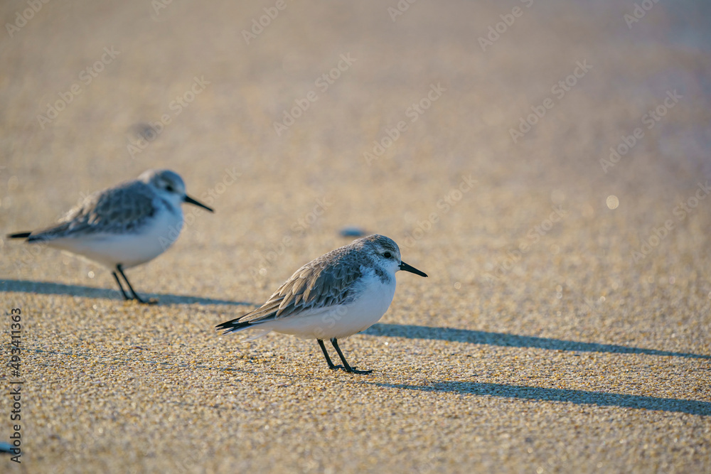 Fototapeta premium Sanderling (Calidris alba) feeding on the seashore