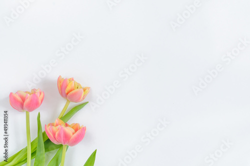 A small bouquet of pink tulips on a white background with copy space. View from above. Holiday card design mockup