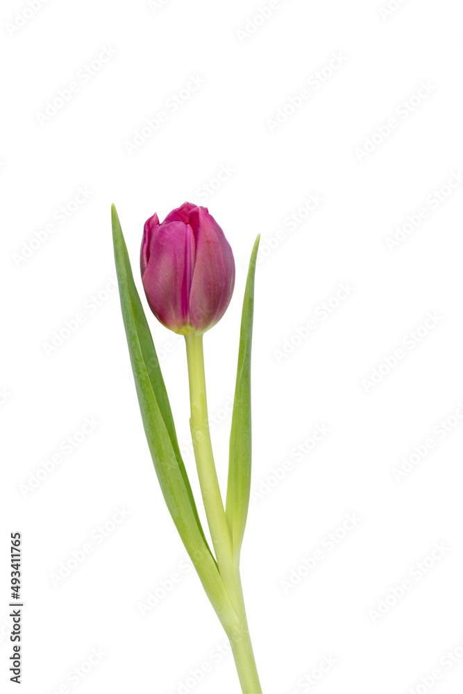 Lilac tulip flower on whitebackground. Lilac tulip flower on whitebackground.