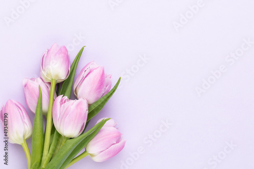 Fototapeta Naklejka Na Ścianę i Meble -  Lilac tulip flower on purple background.