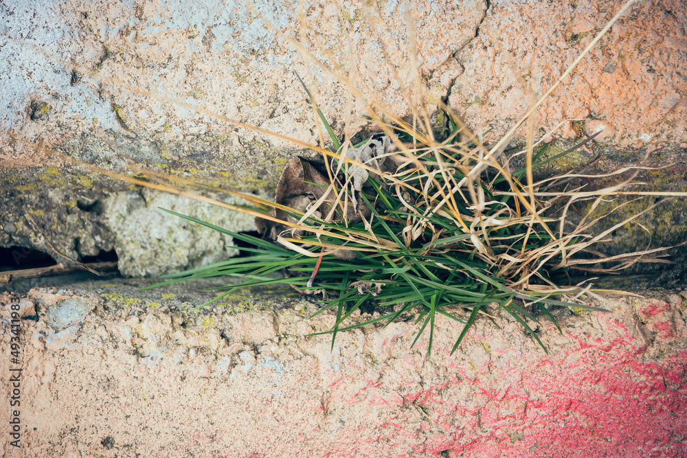 Naklejka premium weeds that grow between a stone wall