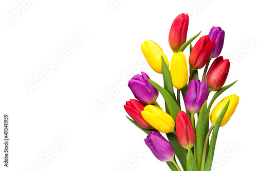 Multicolored spring flowers  tulip on a gray background.