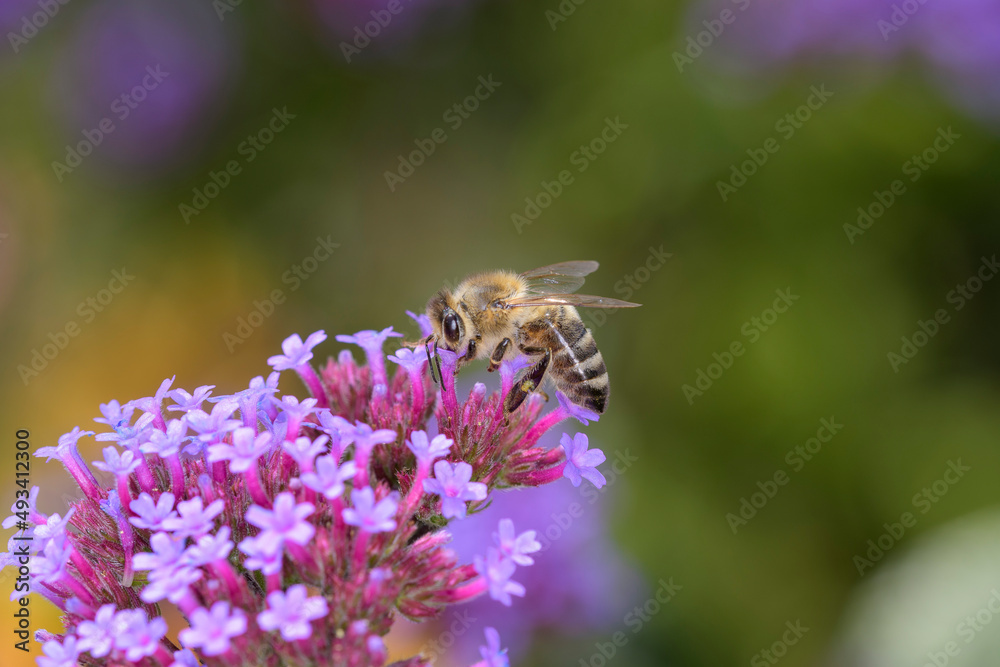 Bee - Apis mellifera - pollinates Verbena bonariensis