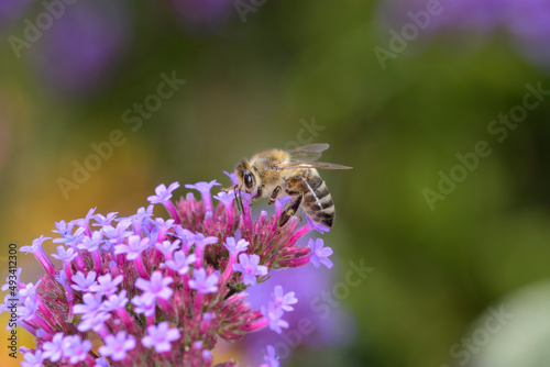 Bee - Apis mellifera - pollinates Verbena bonariensis © DirkDaniel