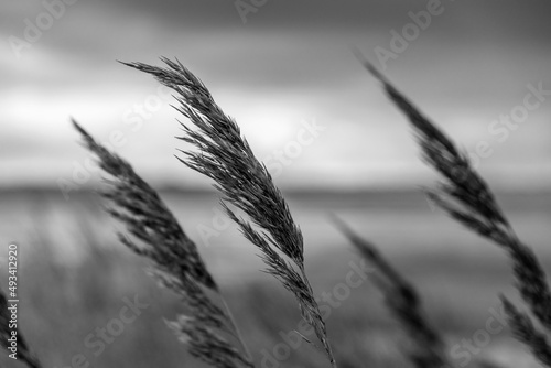 Tall grass blowing in the breeze in black and white