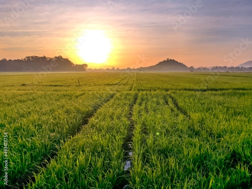 sunset over the  paddy field