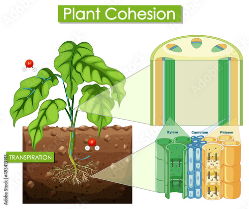 Diagram showing plant cohesion
