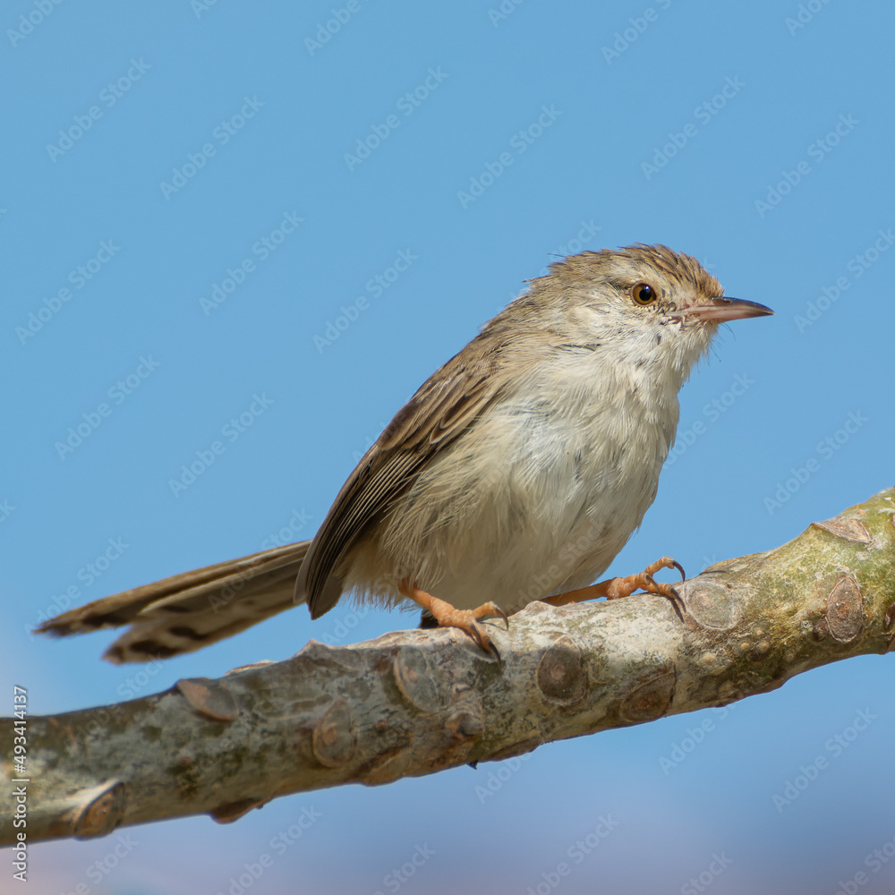 Delicate Prinia Delicate Prinia