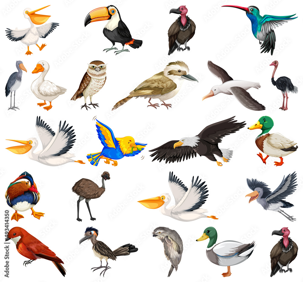 Different kinds of birds collection Different kinds of birds collection