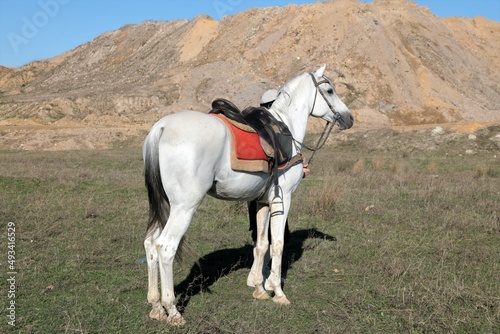 A white horse waiting in a mountainous landscape. Race horse. © Ahmet