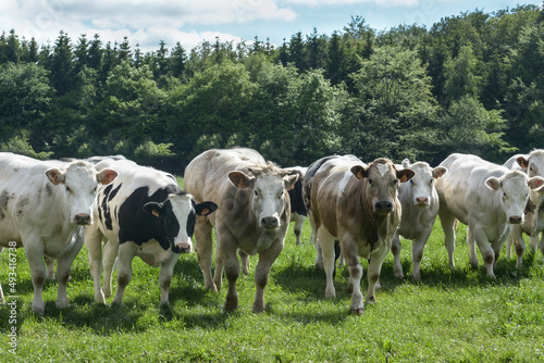 Belgian white blue meat cattle cow bull in meadow
