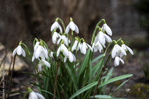 Snowdrop or common snowdrop, Galanthus nivalis, flowers. In forest