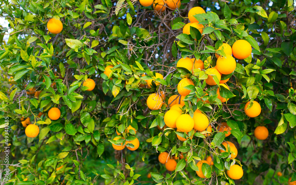 Oranges harvest on the plantation in the garden. Citrus trees with mandarins and lemons. Ripe fruits of lemons and oranges on the branches of a tree. Gardening in Cyprus. Oranges harvest on the plantation in the garden. Citrus trees with mandarins and lemons. Ripe fruits of lemons and oranges on the branches of a tree. Gardening in Cyprus.