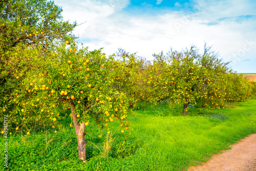 Oranges harvest on the plantation in the garden. Citrus trees with mandarins and lemons. Ripe fruits of lemons and oranges on the branches of a tree. Gardening in Cyprus.
