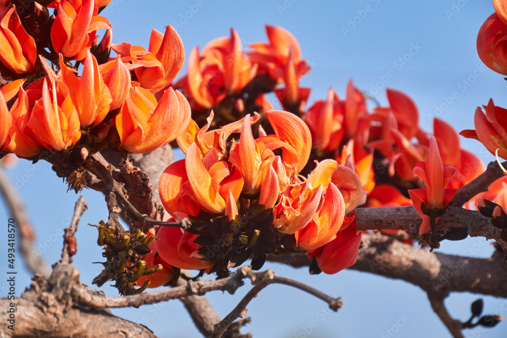 Palasha Vibrant red flowers of Butea monosperma (popularly known as 'palash ...