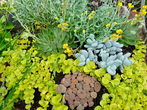 Aerial view of different succulents and plants in rock garden.