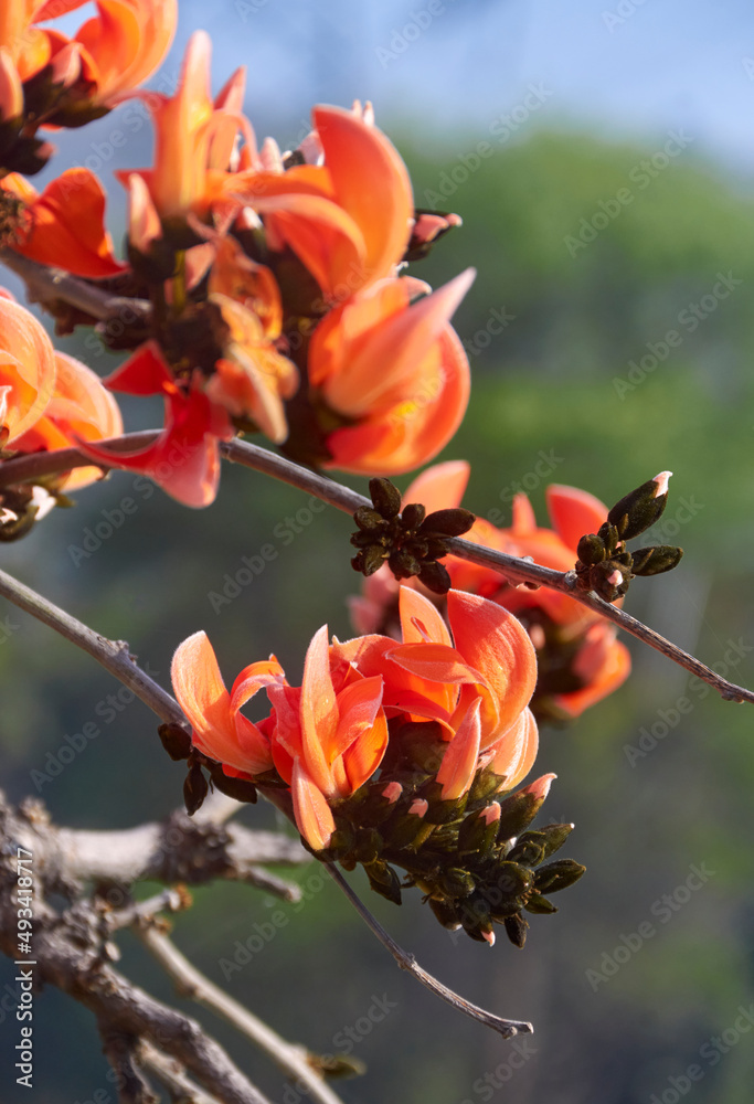 Palasha Vibrant red flowers of Butea monosperma (popularly known as 'palash ...