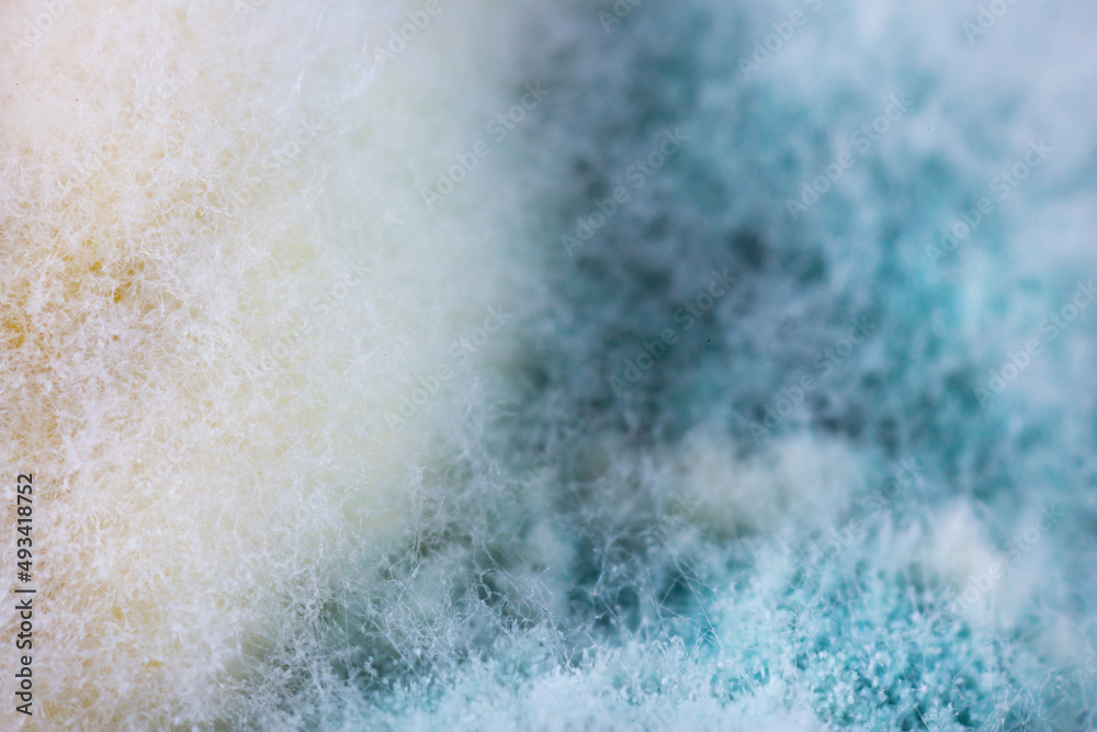 Mold close-up macro. Moldy fungus on food. Fluffy spores mold as a background or texture. Mold fungus. Abstract background with copy space. Mold close-up macro. Moldy fungus on food. Fluffy spores mold as a background or texture. Mold fungus. Abstract background with copy space.