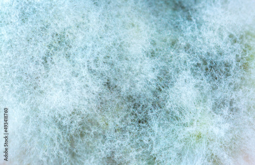 Mold close-up macro. Moldy fungus on food. Fluffy spores mold as a background or texture. Mold fungus. Abstract background with copy space.