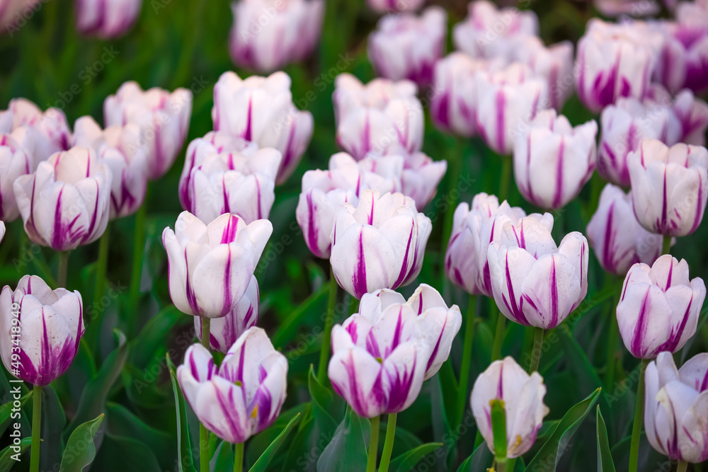 Blooming tulips in Holland. Field of white - pink tulips close-up as a concept of the holiday and spring. Pink and red tulips at the Holland Flower Festival. Blooming tulips in Holland. Field of white - pink tulips close-up as a concept of the holiday and spring. Pink and red tulips at the Holland Flower Festival.