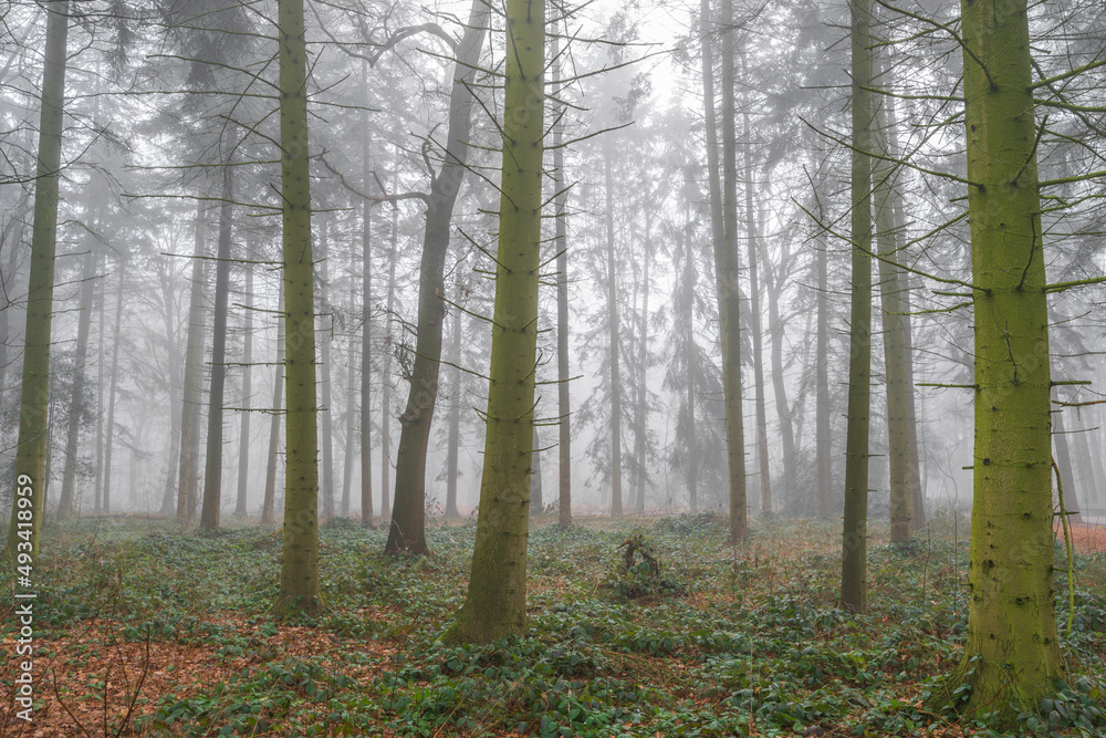 Fototapeta premium Foggy forest and trails in winter