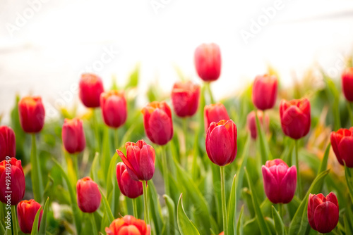 Blooming tulips in Holland. Field of red tulips close-up as a concept of the holiday and spring. Pink and red tulips at the Holland Flower Festival.