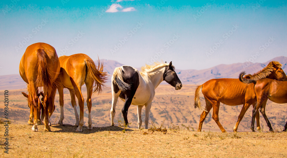 Obraz premium Horses gallop over mountains and hills. A herd of horses grazes in the autumn meadow. Livestock concept, with place for text.