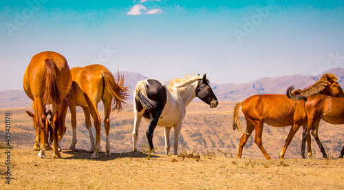 Horses gallop over mountains and hills. A herd of horses grazes in the autumn meadow. Livestock concept, with place for text. © Vera