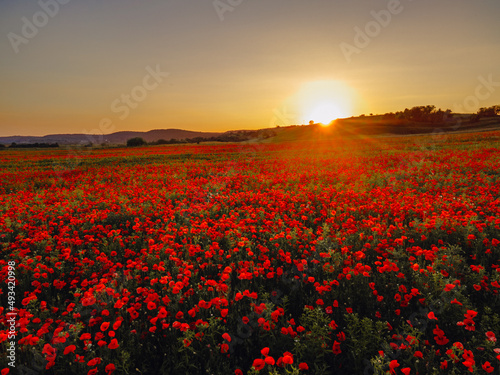 poppies lowers field on sunset