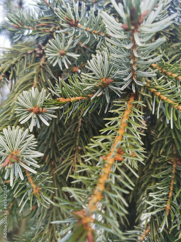 Branches of an evergreen spruce. Nature, Ecology Plants trees. Christmas tree