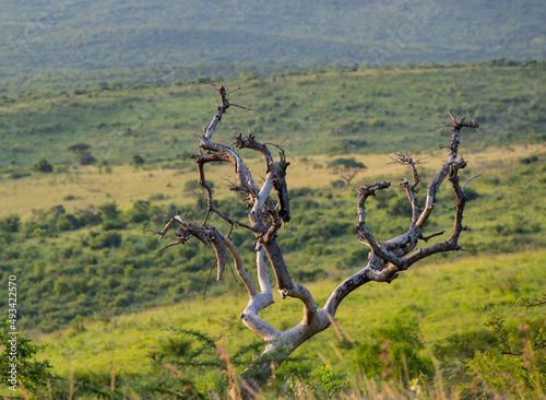 Baum und Buschlandschaft Naturreservat Hluhluwe Nationalpark Südafrika © ShDrohnenFly