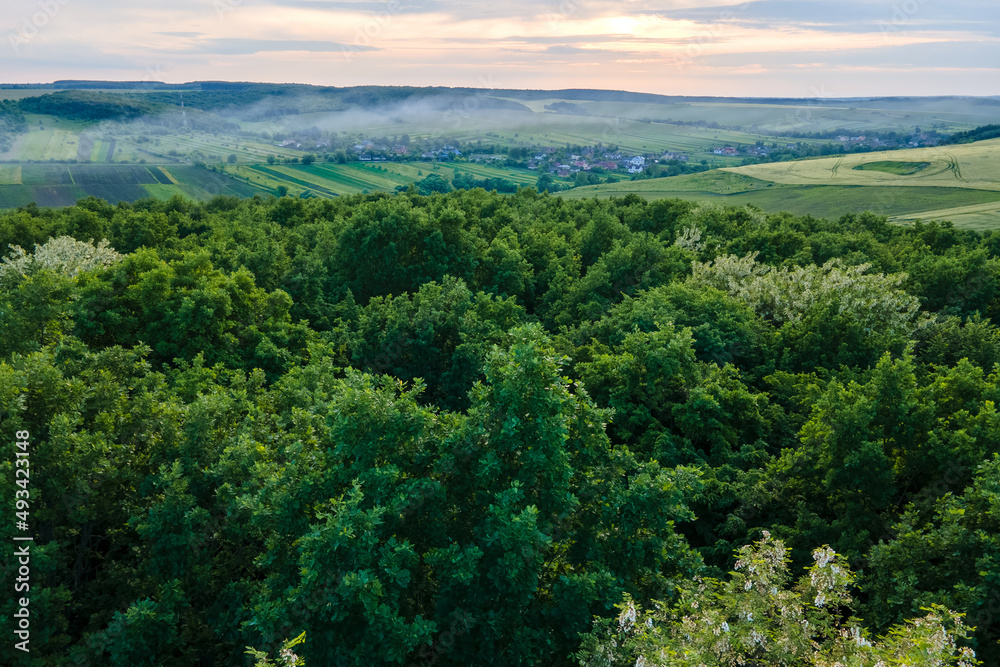 Aerial view of dark green lush forest with dense trees canopies in summer