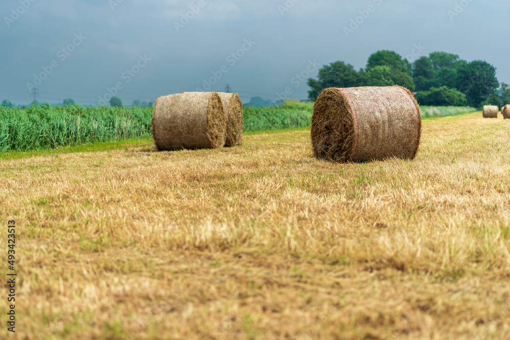 Rolled hay bails in a field in Europe