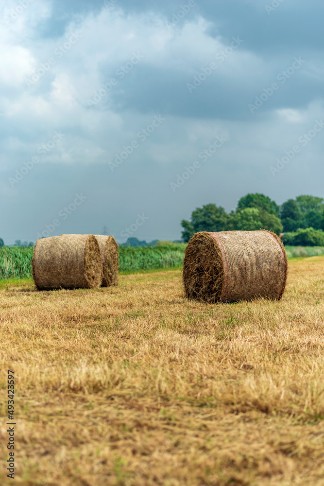 Rolled hay bails in a field in Europe