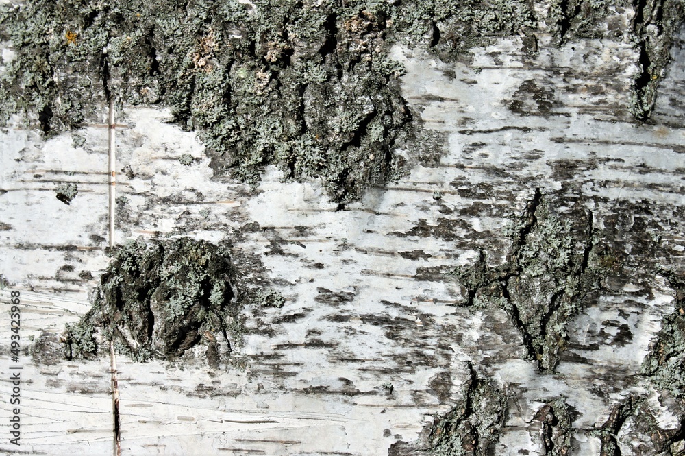 Obraz premium close up of the irregular surface of the bark of a birch tree