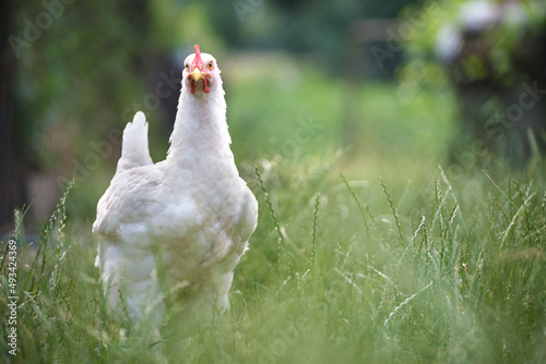 Hen feeding on traditional rural barnyard. Domestic chicken standing on yard lawn with green grass. Free range poultry farming concept photo
