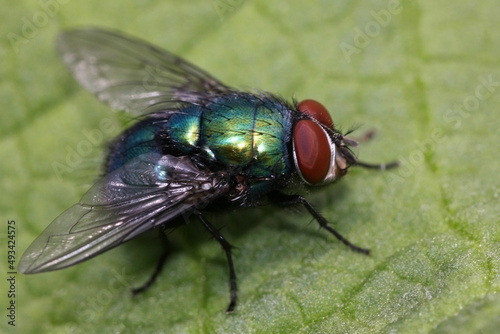 Lucilia sericata is the common green bottle fly