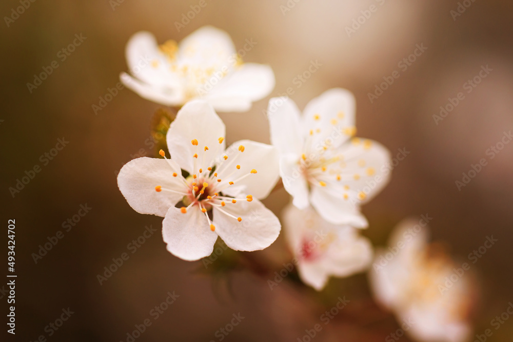 Blossoming cherry trees in spring, Spring Background.