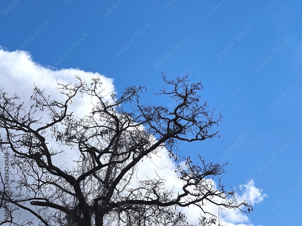 Tree against cloud sky. Tree bare branches against cloudy heaven. Tree against cloud sky. Tree bare branches against cloudy heaven.