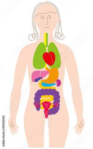 女性の体と子宮、卵巣、主要な臓器