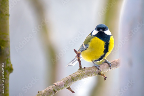 Yellow wild tit bird perching on tree branch on cold winter day