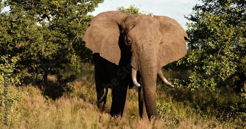 Dominant Elephant halts a charge in the African savannah, National park, Safari.