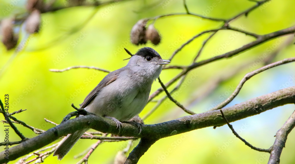 Eurasian blackcap Eurasian blackcap