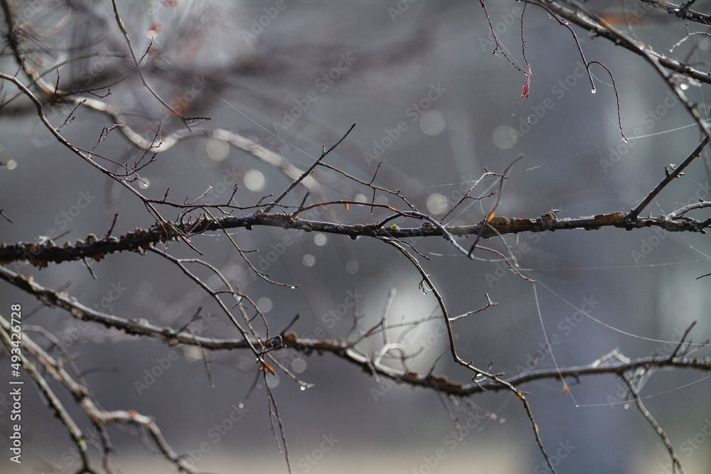 Dew drops on bare branches grey monotone background